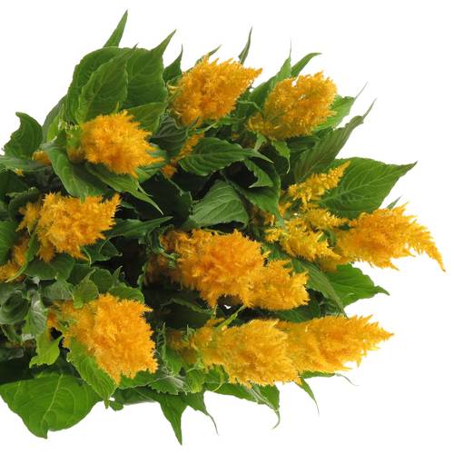 Celosia gelb 85cm