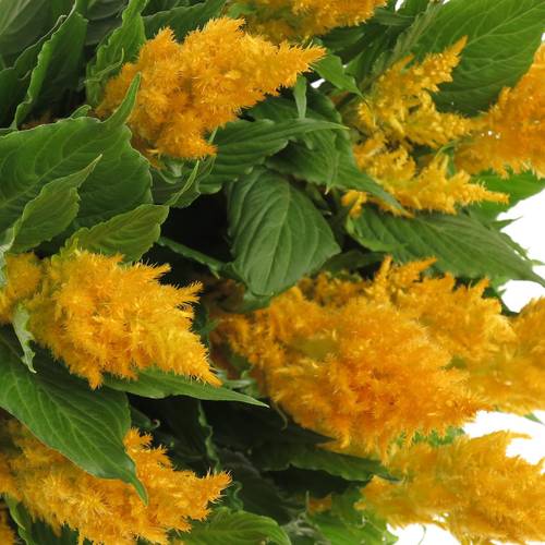 Celosia gelb 85cm