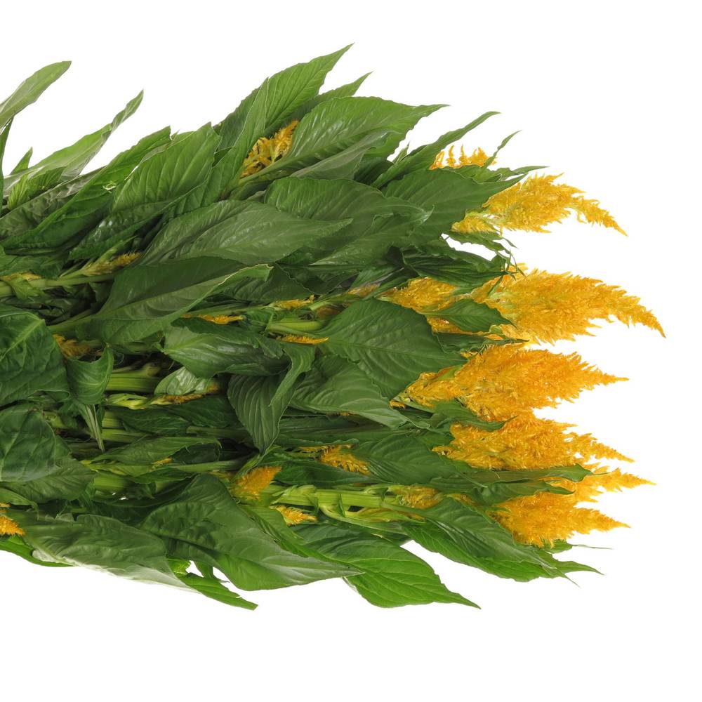 Celosia gelb 85cm