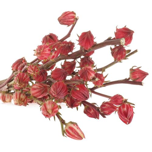 Hibiscus rot    60cm