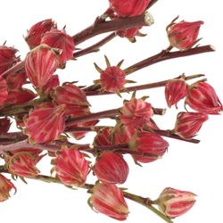 Hibiscus rot    60cm