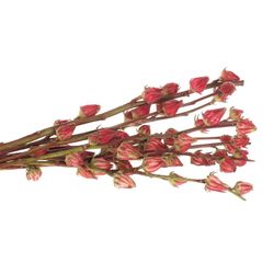 Hibiscus rot    60cm