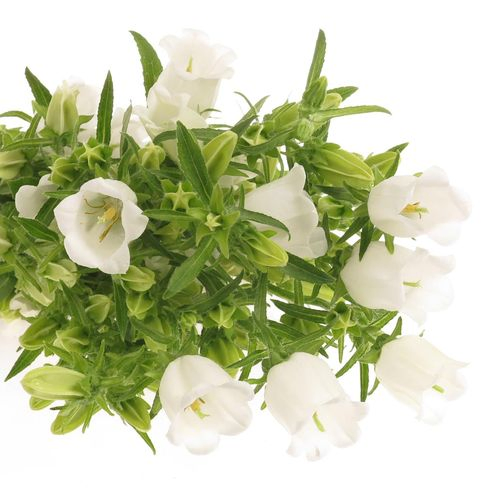 Campanula Glocken weiss 70cm