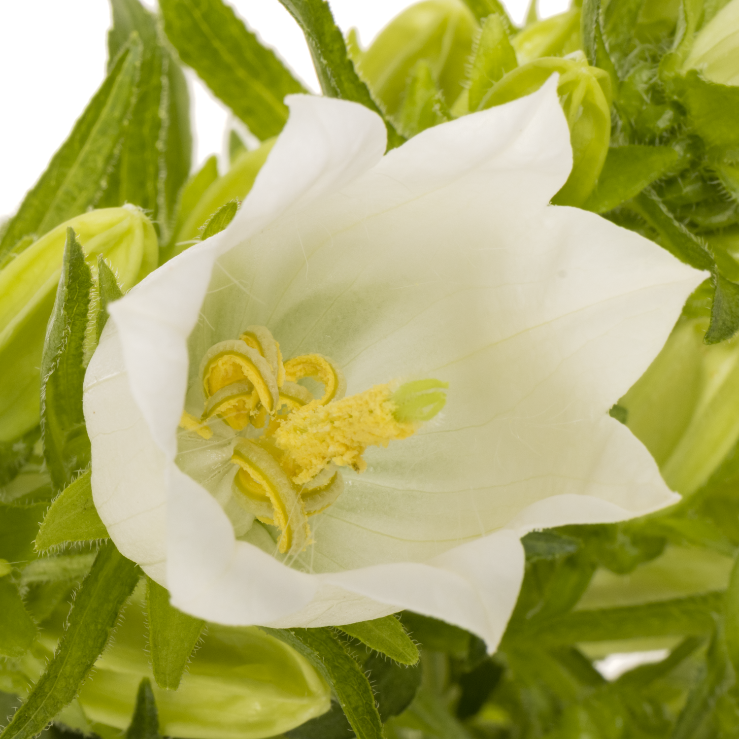 Campanula Glocken weiss 70cm