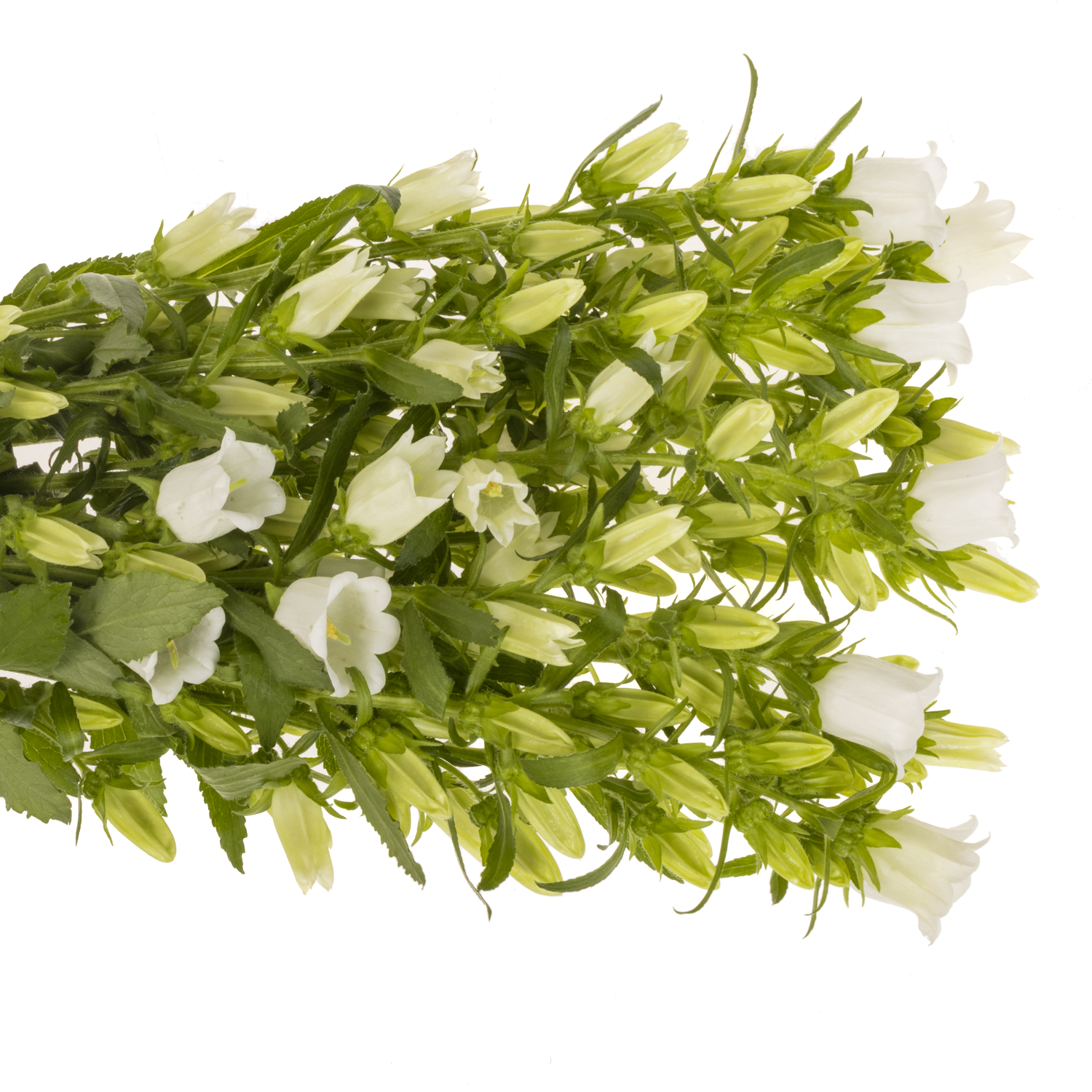 Campanula Glocken weiss 70cm