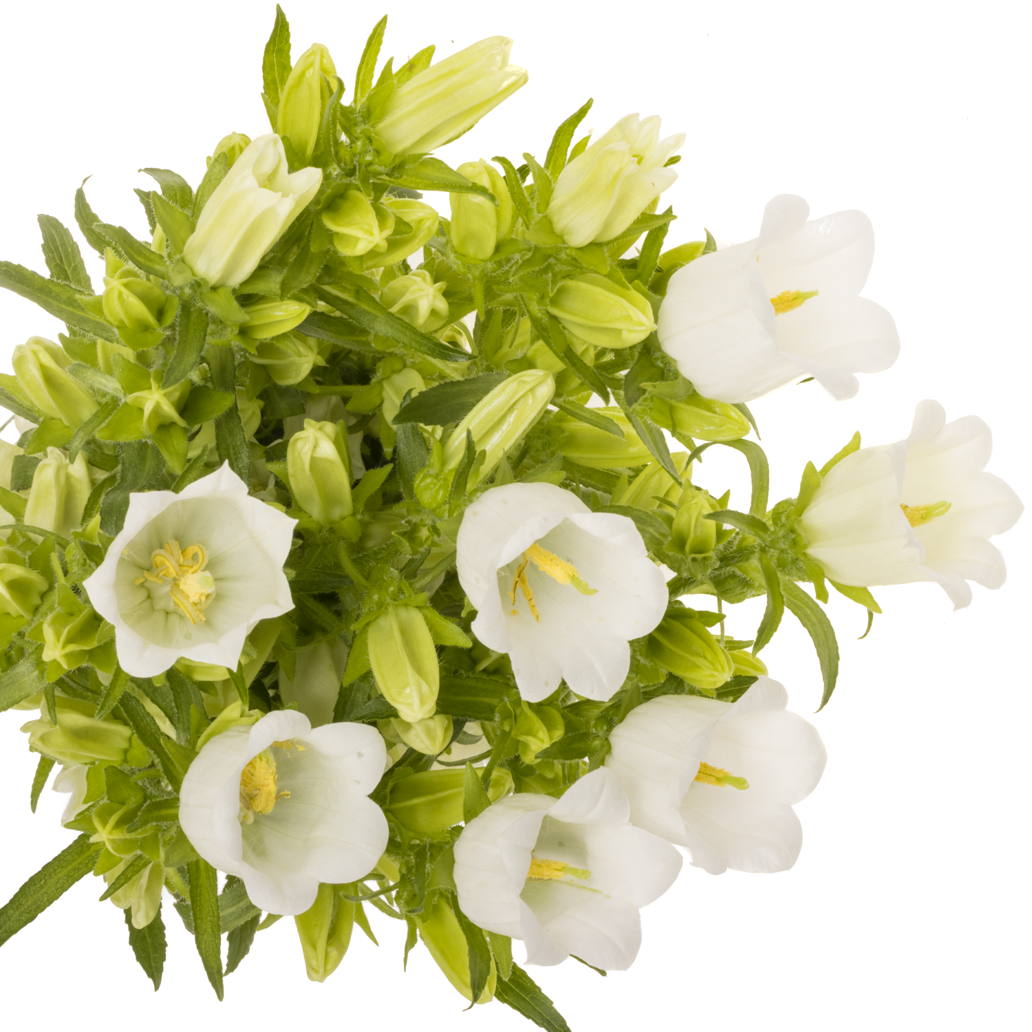Campanula Glocken weiss 70cm