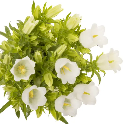 Campanula Glocken weiss 70cm