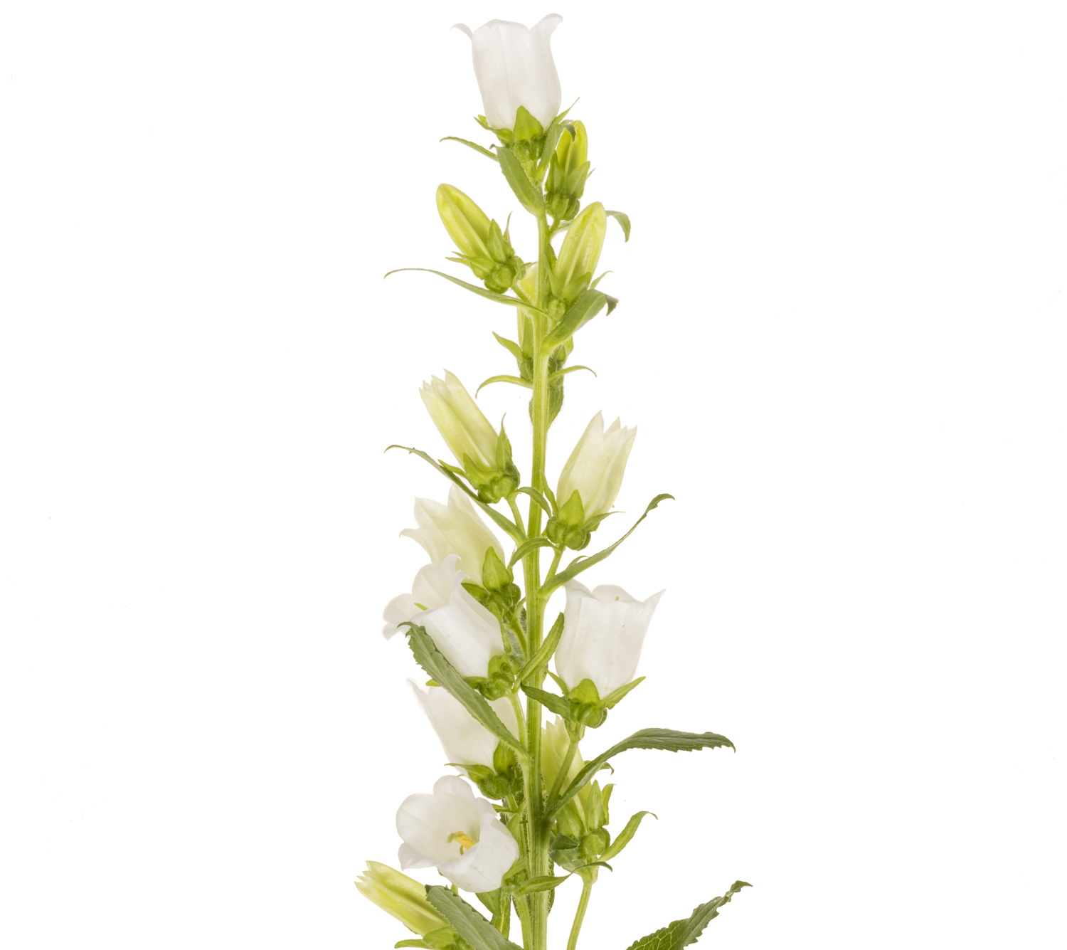 Campanula Glocken weiss 70cm