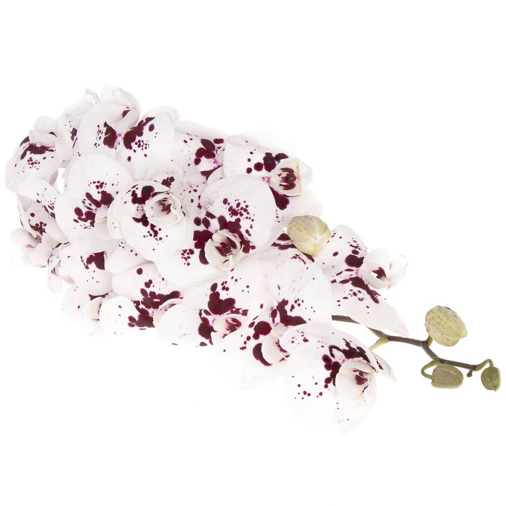 Phalaenopsis weiss/fuchsia Wine 45 Blüte 3 Stiele 80cm
