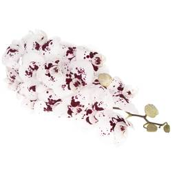 Phalaenopsis weiss/fuchsia Wine 45 Blüte 3 Stiele 80cm