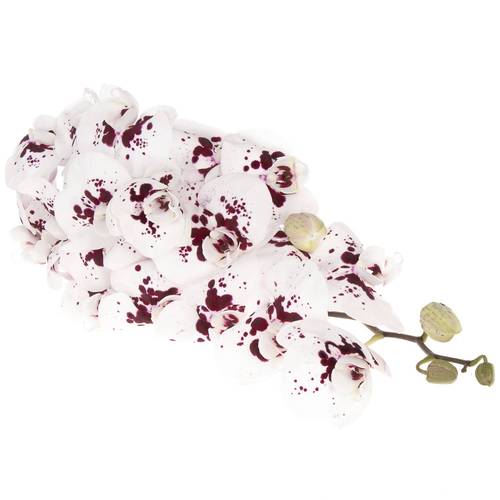 Phalaenopsis weiss/fuchsia Wine 45 Blüte 3 Stiele 80cm