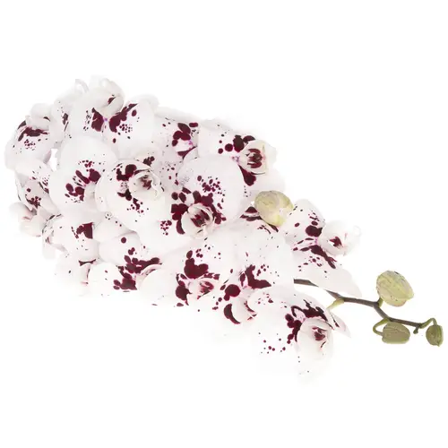 Phalaenopsis weiss/fuchsia Wine 45 Blüte 3 Stiele 80cm