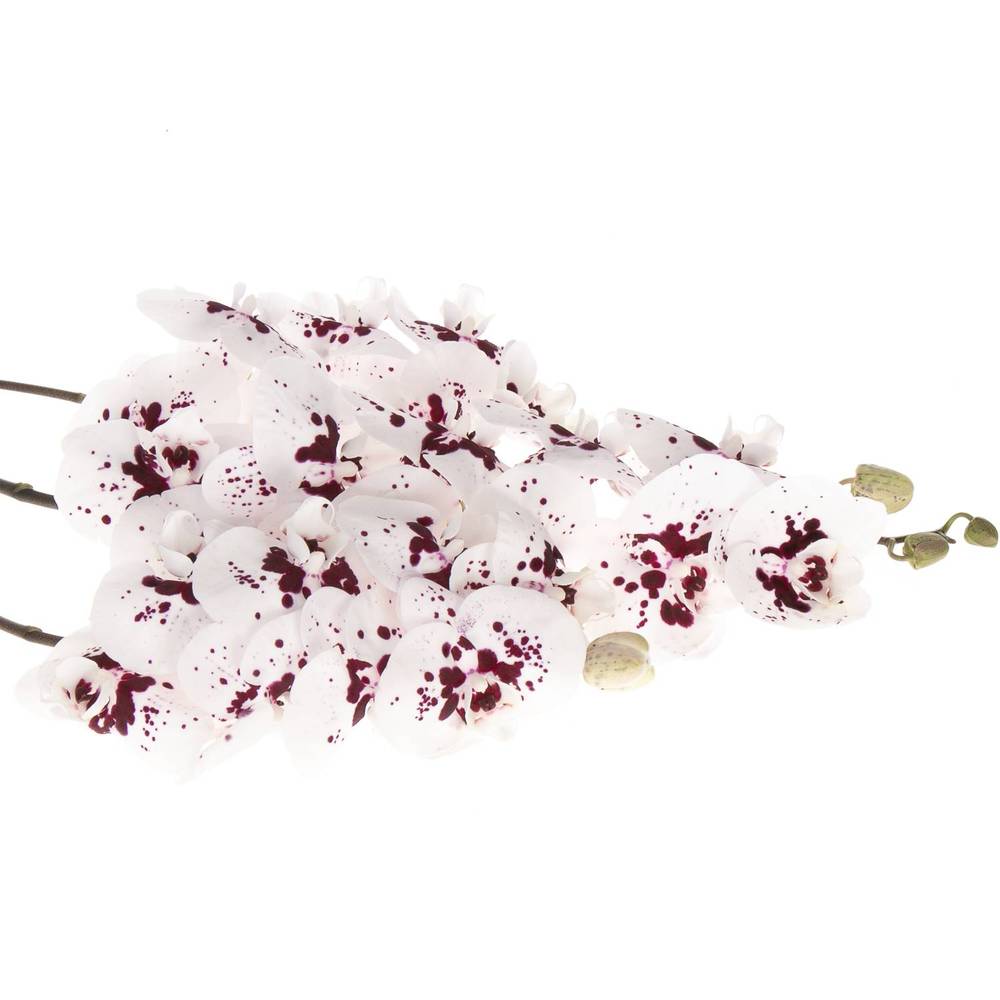 Phalaenopsis weiss/fuchsia Wine 45 Blüte 3 Stiele 80cm