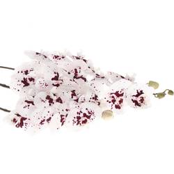 Phalaenopsis weiss/fuchsia Wine 45 Blüte 3 Stiele 80cm