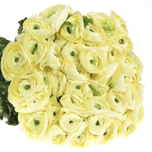 Ranunkel creme Cloni Ex 40cm