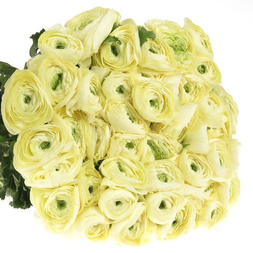 Ranunkel creme Cloni Ex 40cm