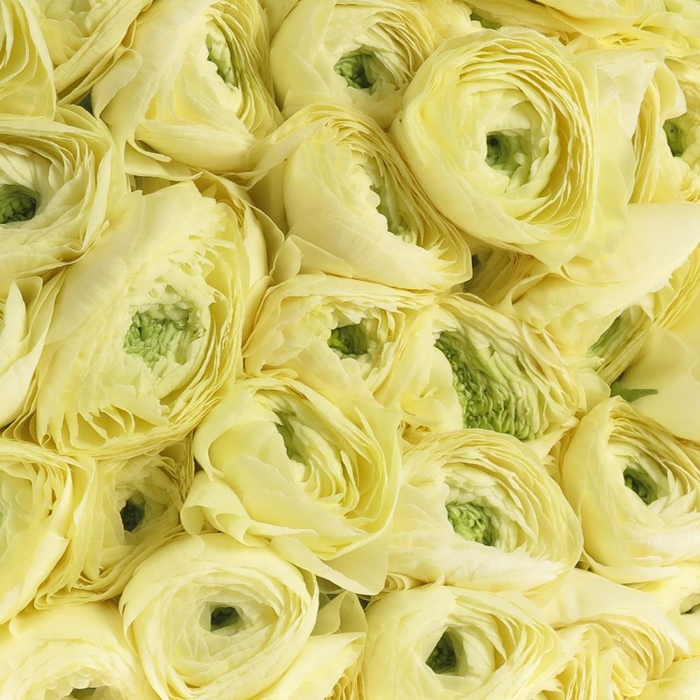 Ranunkel creme Cloni Ex 40cm