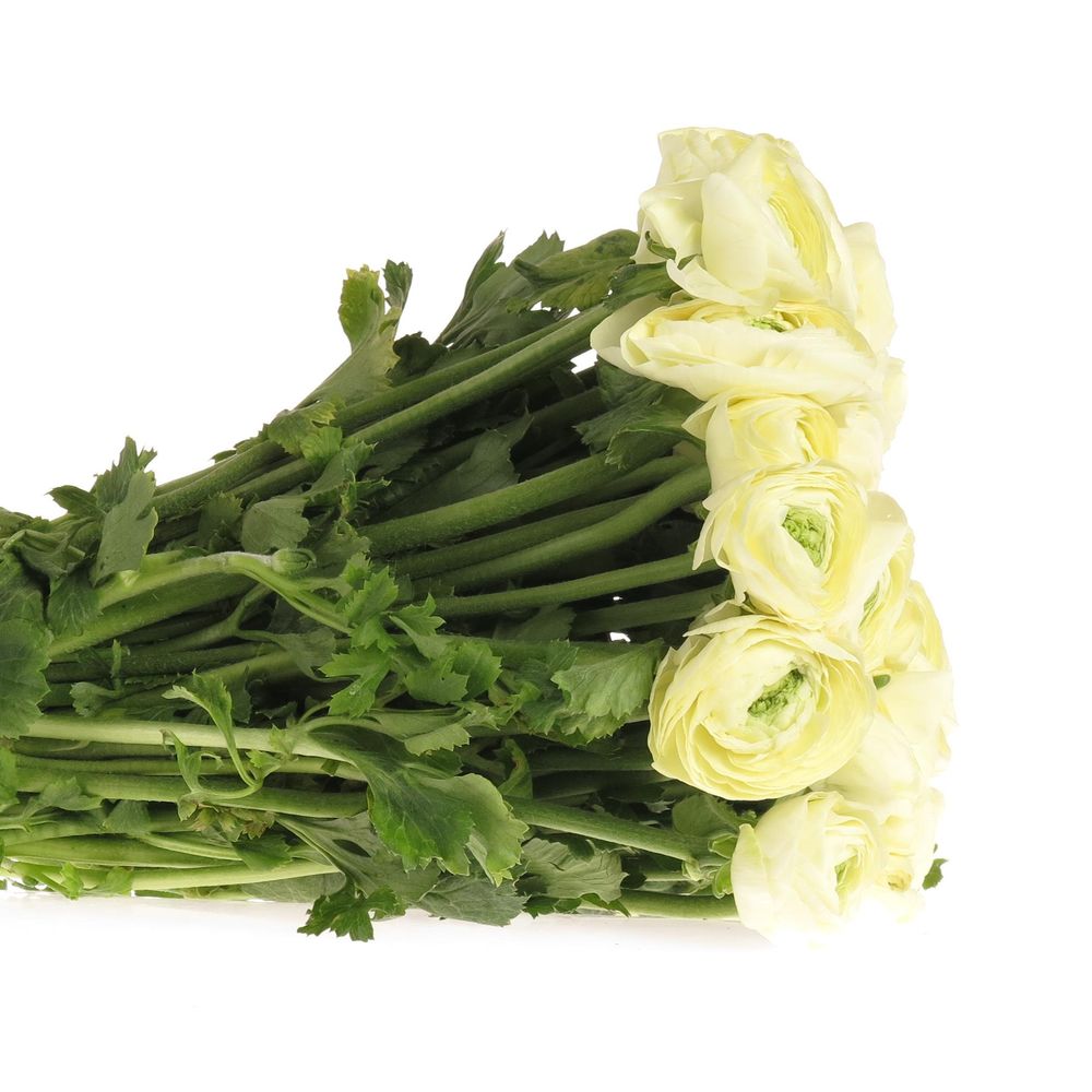 Ranunkel creme Cloni Ex 40cm