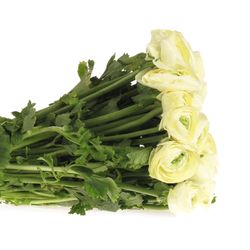 Ranunkel creme Cloni Ex 40cm