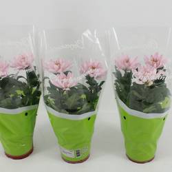 Chrysantheme Zembla Rossano T12 H030
