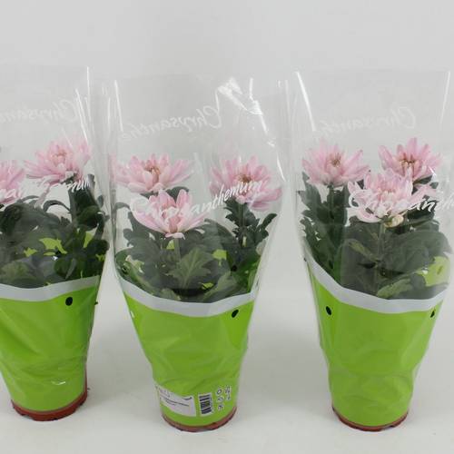 Chrysantheme Zembla Rossano T12 H030