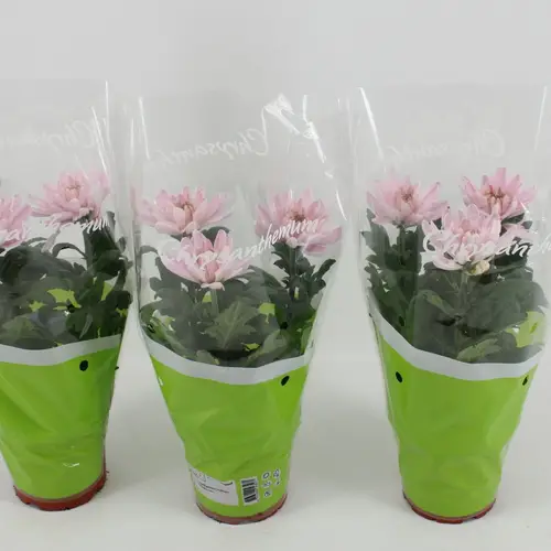 Chrysantheme Zembla Rossano T12 H030