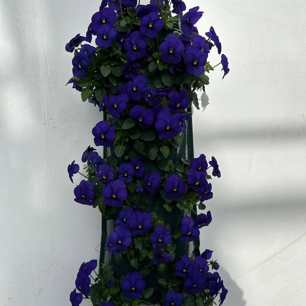 Hornveilchen blau Wandhänger T50 H025