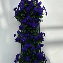 Hornveilchen blau Wandhänger T50 H025