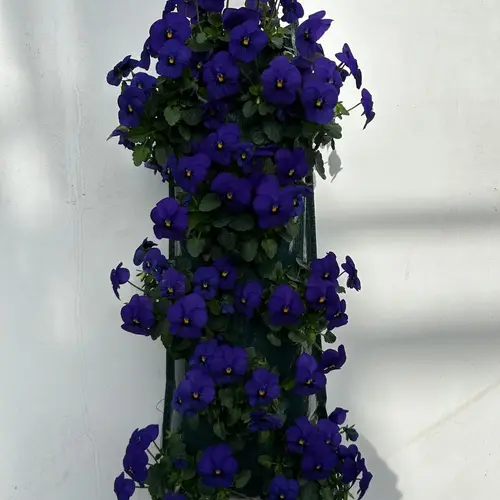 Hornveilchen blau Wandhänger T50 H025