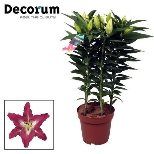 Lilien 5er Oriental lila/rot T19 H55