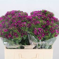 Bartnelke fuchsia Breanthus 60cm