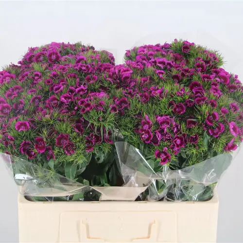 Bartnelke fuchsia Breanthus 60cm