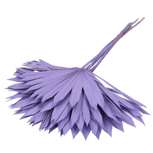 Trocken Palm Sun lila L55cm x10