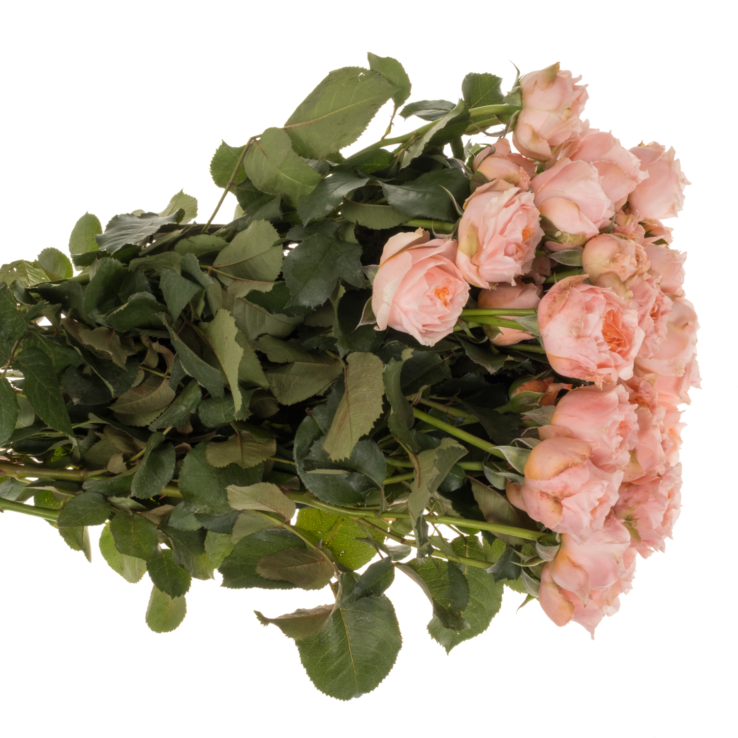 Rose verzweigt rosa Georgia Peach 50cm