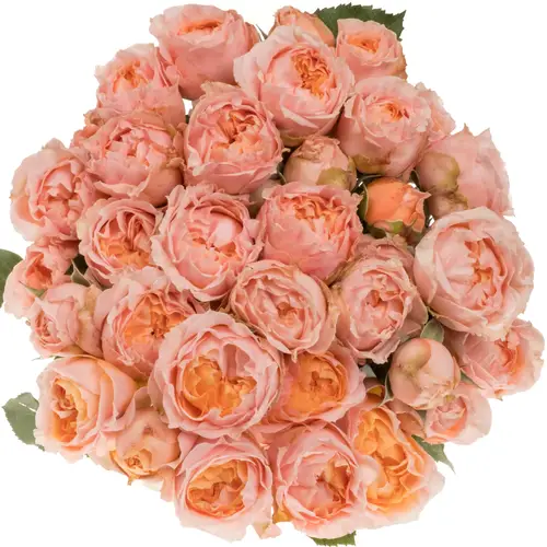 Rose verzweigt rosa Georgia Peach 50cm