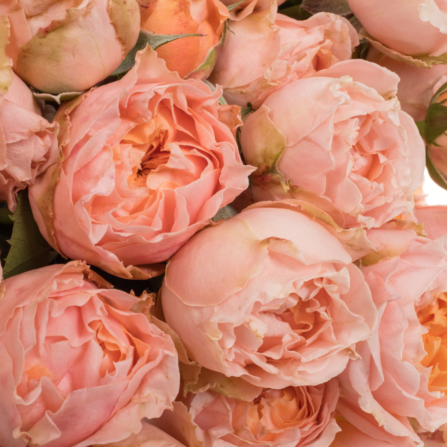 Rose verzweigt rosa Georgia Peach 50cm