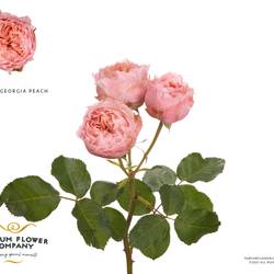 Rose verzweigt rosa Georgia Peach 50cm