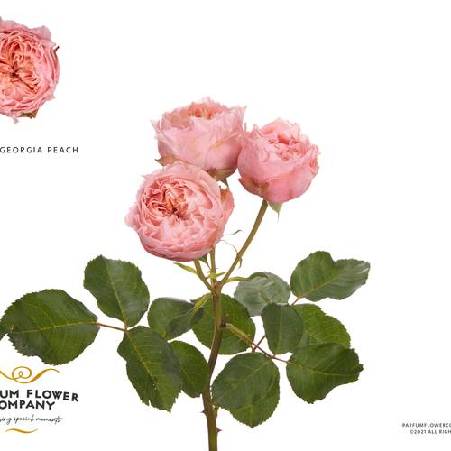 Rose verzweigt rosa Georgia Peach 50cm
