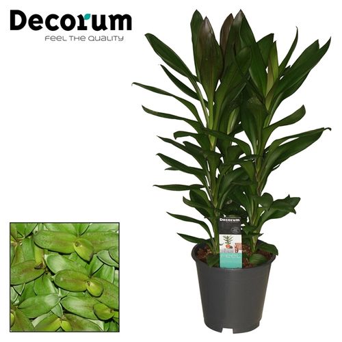 Cordyline Glauca T19 H55