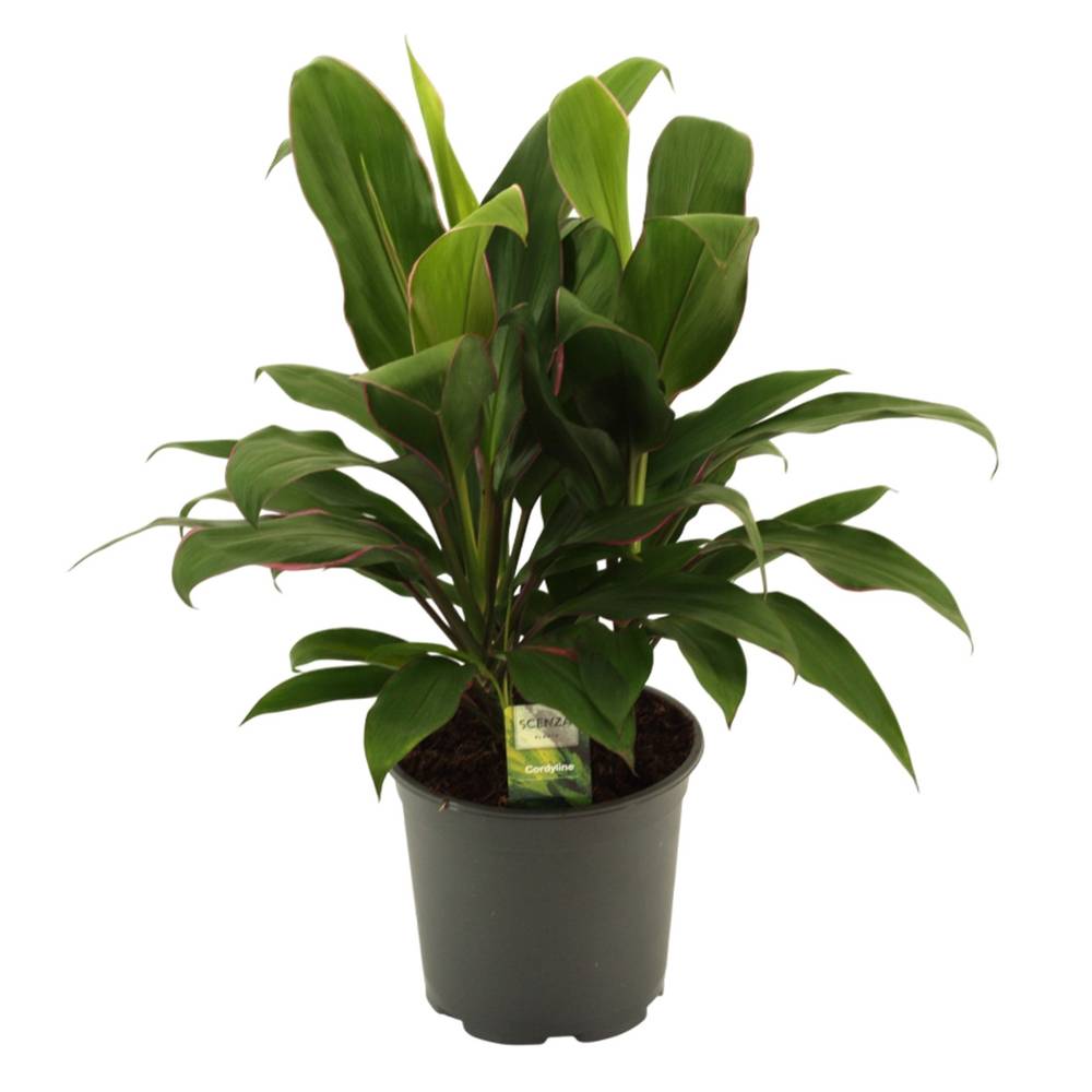 Cordyline Glauca T19 H55