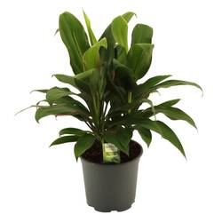 Cordyline Glauca T19 H55