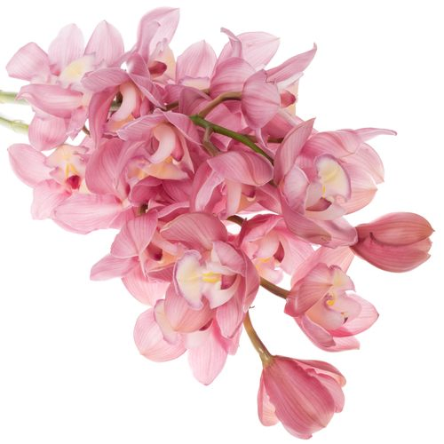 Cymbidium rosa Marita 80cm 13+Blüte