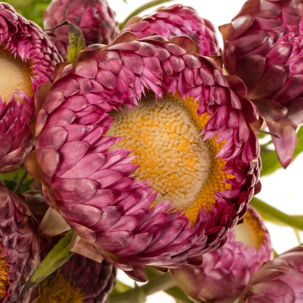 Helichrysum lila 40cm