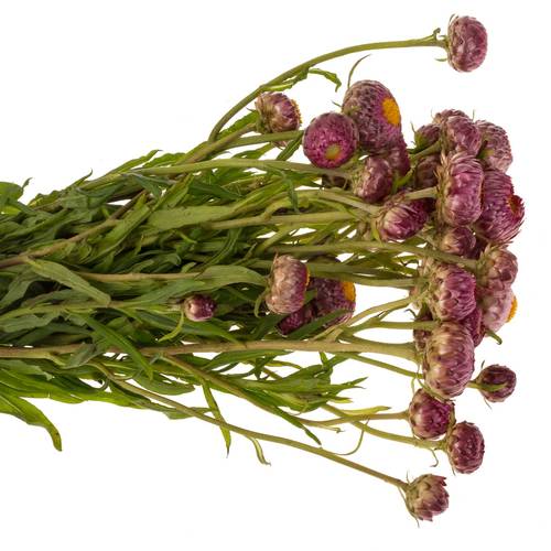 Helichrysum lila 40cm