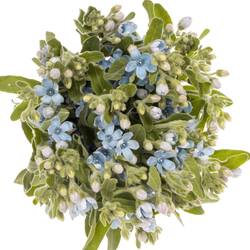 Oxypetalum hell blau Pure Blue 60cm x20