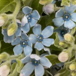 Oxypetalum hell blau Pure Blue 60cm x20