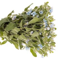 Oxypetalum hell blau Pure Blue 60cm x20