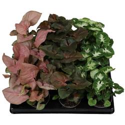 Syngonium Podophyllum mix T06 H15