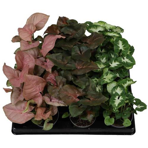 Syngonium Podophyllum mix T06 H15