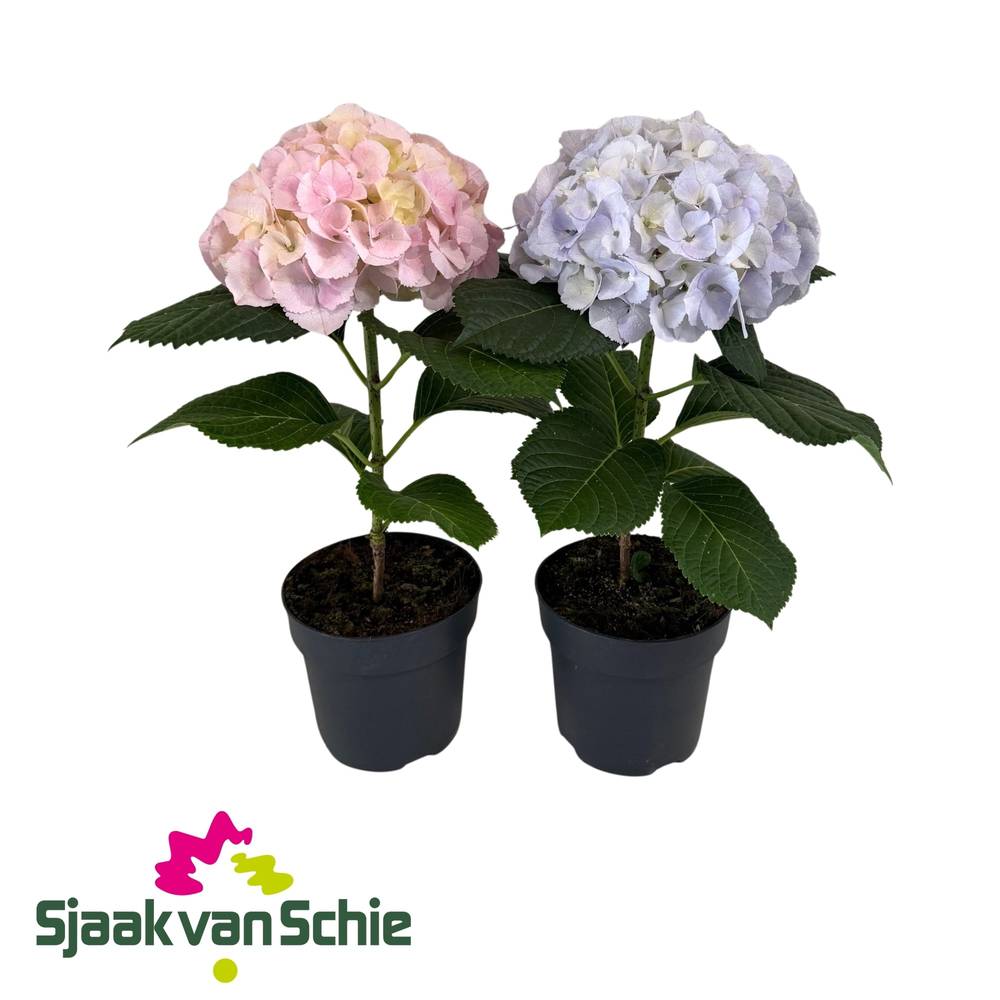 Hortensie mix blau/rosa Fusion T17 H050